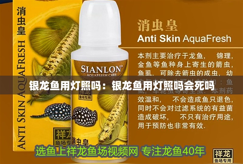 銀龍魚用燈照嗎：銀龍魚用燈照嗎會死嗎