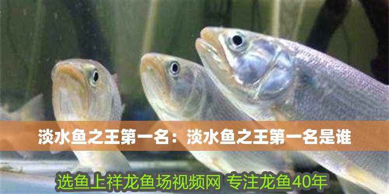 淡水魚之王第一名：淡水魚之王第一名是誰