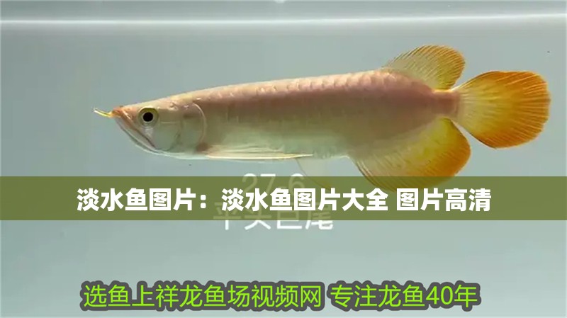淡水魚圖片：淡水魚圖片大全 圖片高清