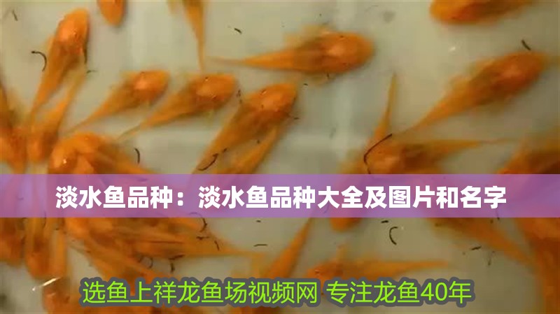 淡水魚品種：淡水魚品種大全及圖片和名字