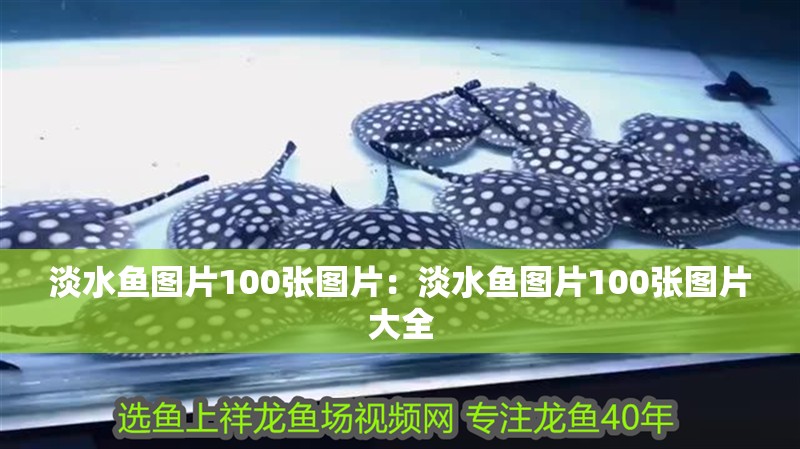 淡水魚圖片100張圖片：淡水魚圖片100張圖片大全