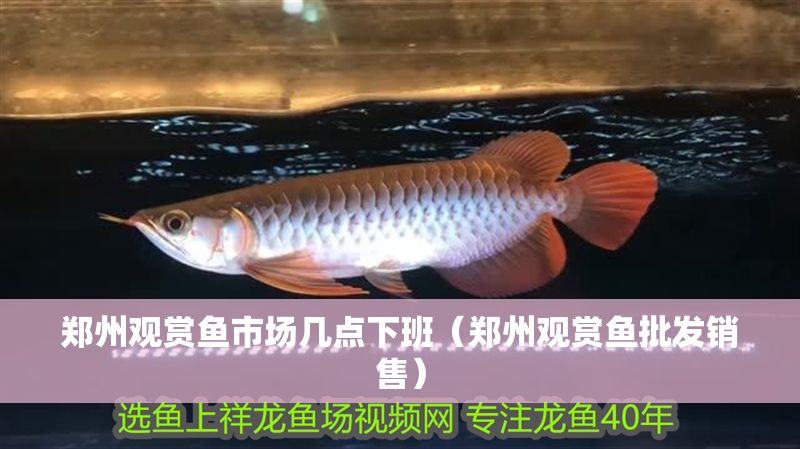 鄭州觀賞魚(yú)市場(chǎng)幾點(diǎn)下班（鄭州觀賞魚(yú)批發(fā)銷(xiāo)售）