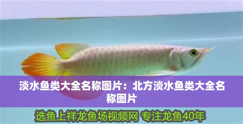 淡水魚類大全名稱圖片:北方淡水魚類大全名稱圖片 龍魚百科 第2張 淡水魚類大全名稱圖片:北方淡水魚類大全名稱圖片 淡水魚類大全名稱圖片:北方淡水魚類大全名稱圖片 龍魚百科 第2張