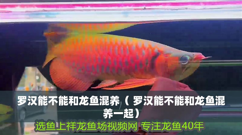 羅漢能不能和龍魚混養(yǎng)（ 羅漢能不能和龍魚混養(yǎng)一起）