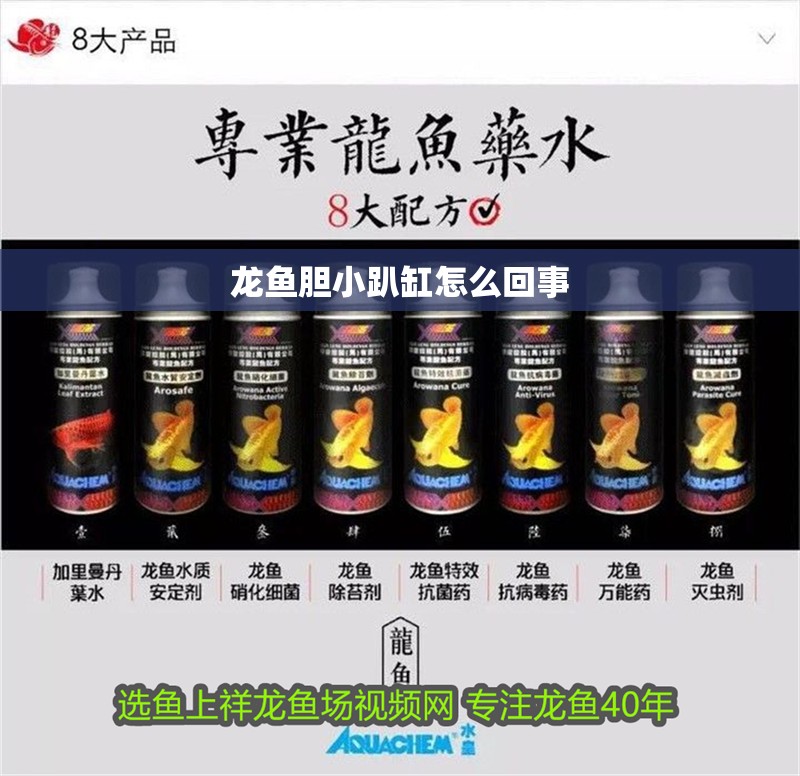 龍魚膽小趴缸怎么回事