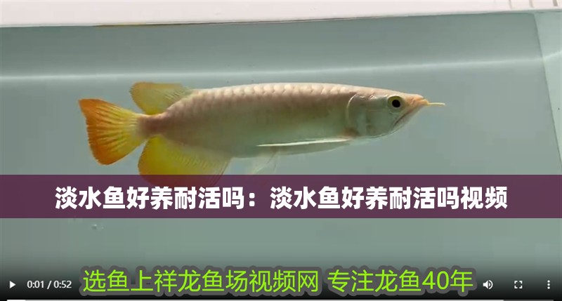淡水魚好養耐活嗎：淡水魚好養耐活嗎視頻