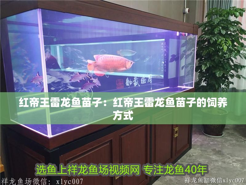 紅帝王雷龍魚苗子：紅帝王雷龍魚苗子的飼養(yǎng)方式