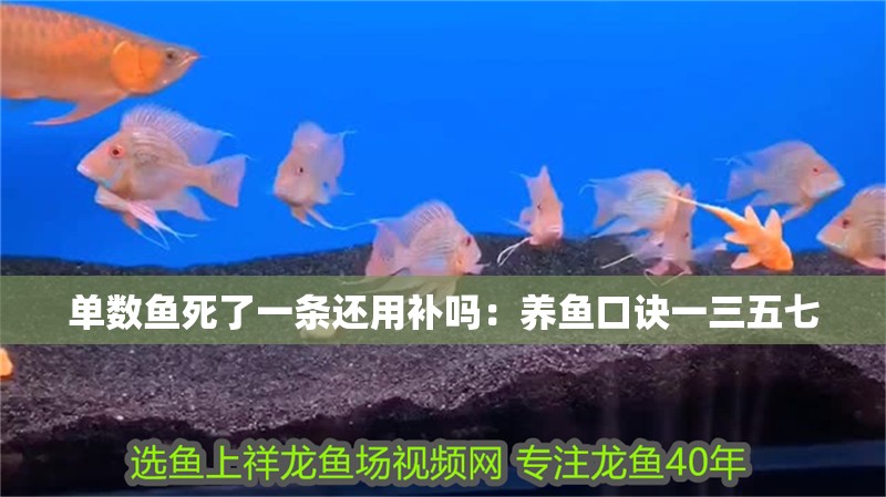 單數魚死了一條還用補嗎：養魚口訣一三五七 單數魚死了一條還用補嗎：養魚口訣一三五七 龍魚百科 第2張