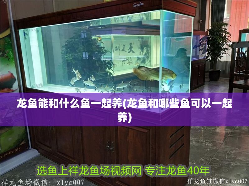 龍魚能和什么魚一起養(yǎng)(龍魚和哪些魚可以一起養(yǎng)) 龍魚能和什么魚一起養(yǎng)(龍魚和哪些魚可以一起養(yǎng)) 龍魚百科 第1張