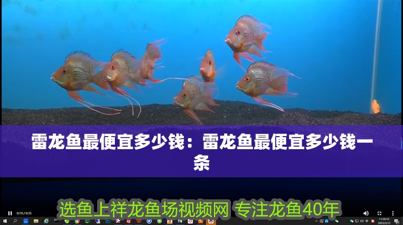 雷龍魚最便宜多少錢：雷龍魚最便宜多少錢一條 雷龍魚最便宜多少錢：雷龍魚最便宜多少錢一條 水族問答
