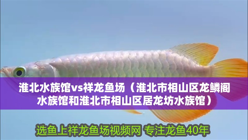 淮北水族館vs祥龍魚場（淮北市相山區龍鱗閣水族館和淮北市相山區居龍坊水族館）