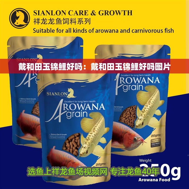 戴和田玉錦鯉好嗎：戴和田玉錦鯉好嗎圖片