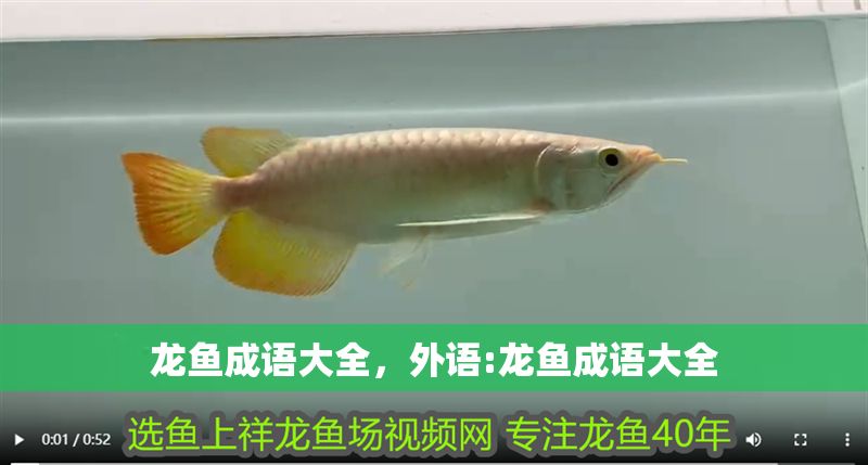 龍魚(yú)成語(yǔ)大全，外語(yǔ):龍魚(yú)成語(yǔ)大全