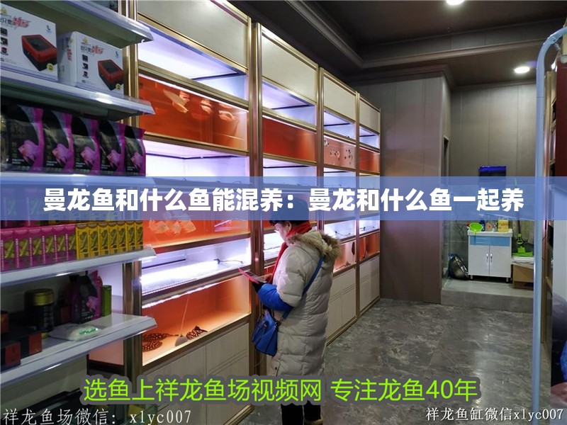 曼龍魚和什么魚能混養：曼龍和什么魚一起養