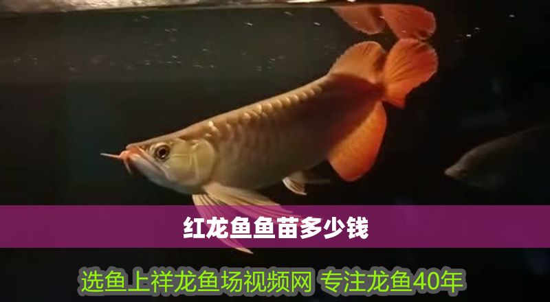 紅龍魚魚苗多少錢