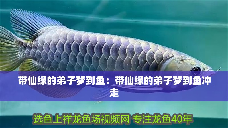 帶仙緣的弟子夢到魚：帶仙緣的弟子夢到魚沖走 帶仙緣的弟子夢到魚：帶仙緣的弟子夢到魚沖走 龍魚百科 第1張