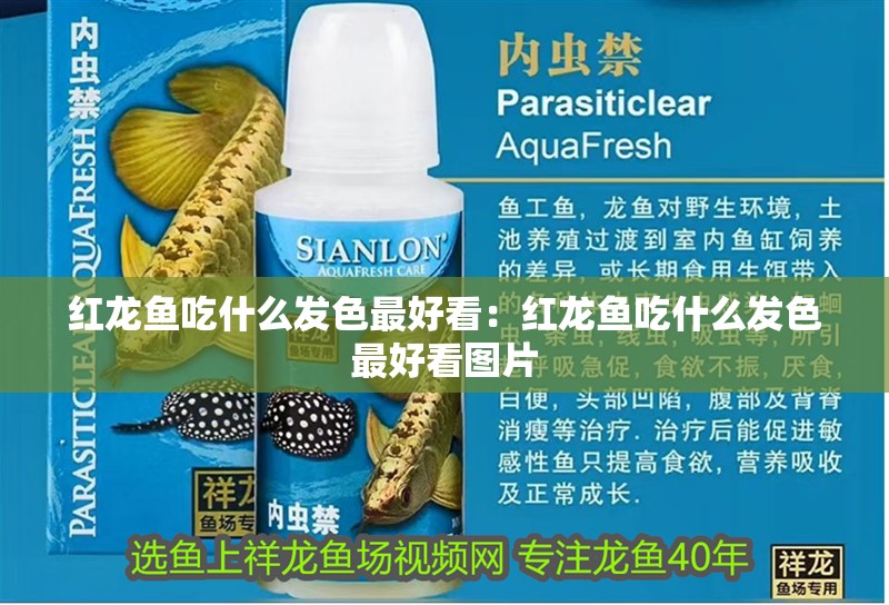 紅龍魚吃什么發色最好看：紅龍魚吃什么發色最好看圖片