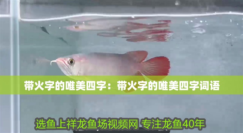 帶火字的唯美四字：帶火字的唯美四字詞語 帶火字的唯美四字：帶火字的唯美四字詞語 龍魚百科 第2張