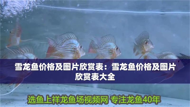 雪龍魚價格及圖片欣賞表:雪龍魚價格及圖片欣賞表大全 水族問答 雪龍魚價格及圖片欣賞表:雪龍魚價格及圖片欣賞表大全 雪龍魚價格及圖片欣賞表:雪龍魚價格及圖片欣賞表大全 水族問答
