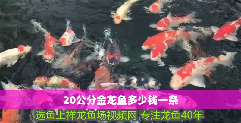 20公分金龍魚多少錢一條