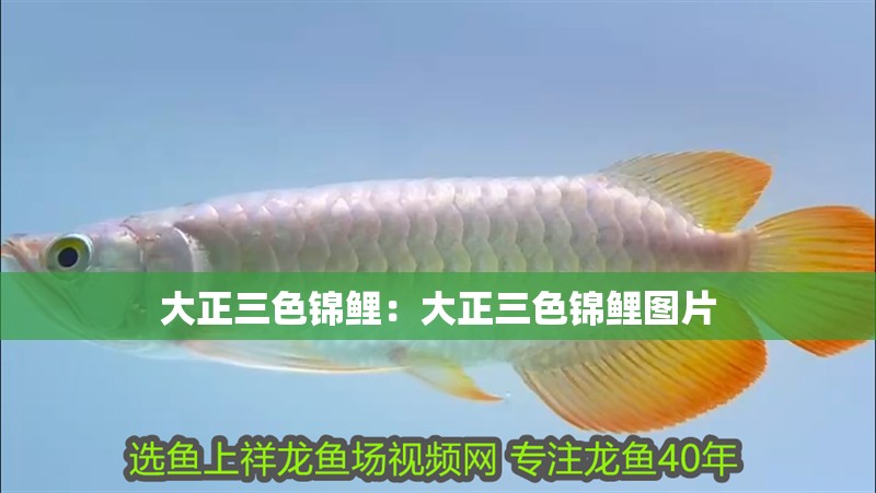 大正三色錦鯉：大正三色錦鯉圖片