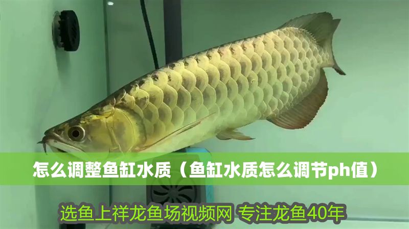怎么調(diào)整魚(yú)缸水質(zhì)（魚(yú)缸水質(zhì)怎么調(diào)節(jié)ph值）