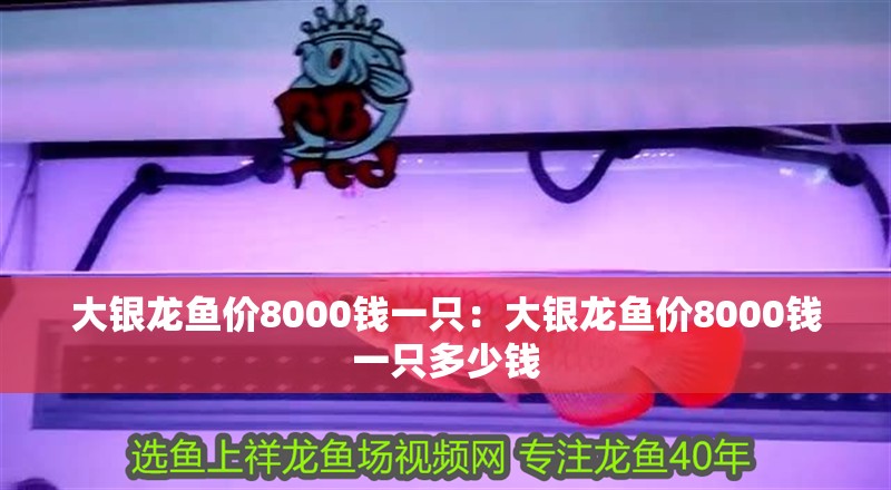 大銀龍魚價8000錢一只：大銀龍魚價8000錢一只多少錢