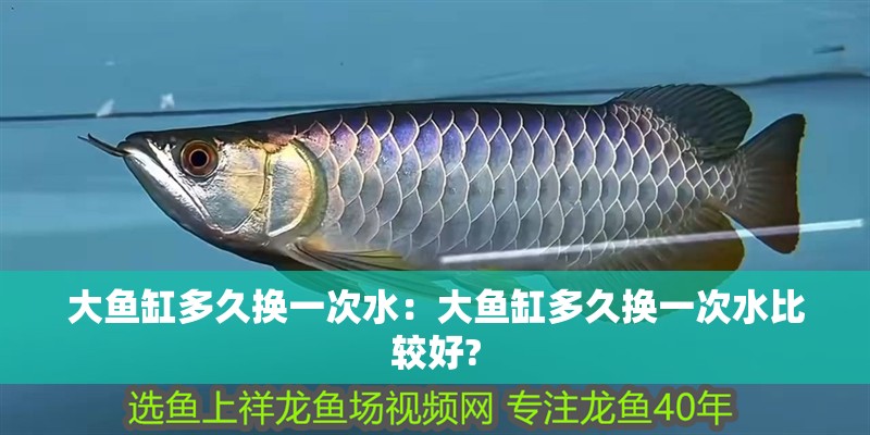 大魚缸多久換一次水：大魚缸多久換一次水比較好?