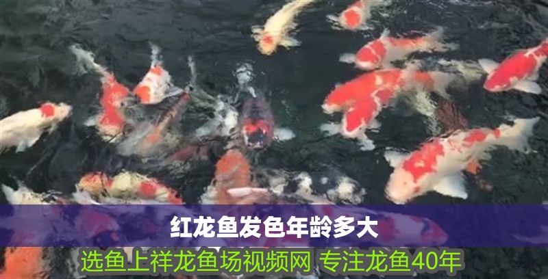紅龍魚發(fā)色年齡多大