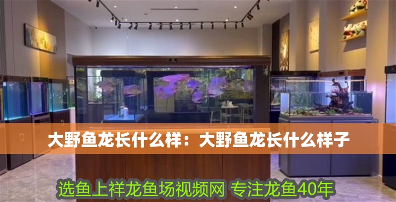 大野魚龍長(zhǎng)什么樣：大野魚龍長(zhǎng)什么樣子