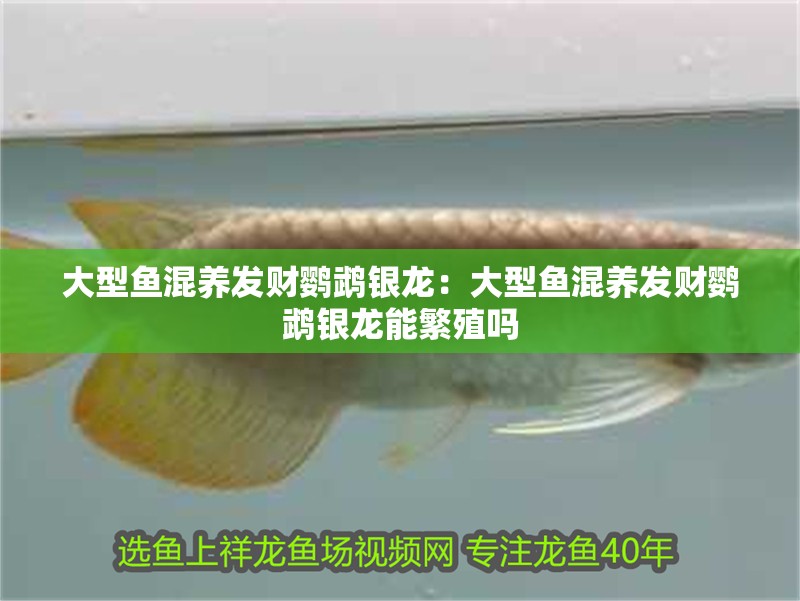 大型魚混養(yǎng)發(fā)財(cái)鸚鵡銀龍：大型魚混養(yǎng)發(fā)財(cái)鸚鵡銀龍能繁殖嗎