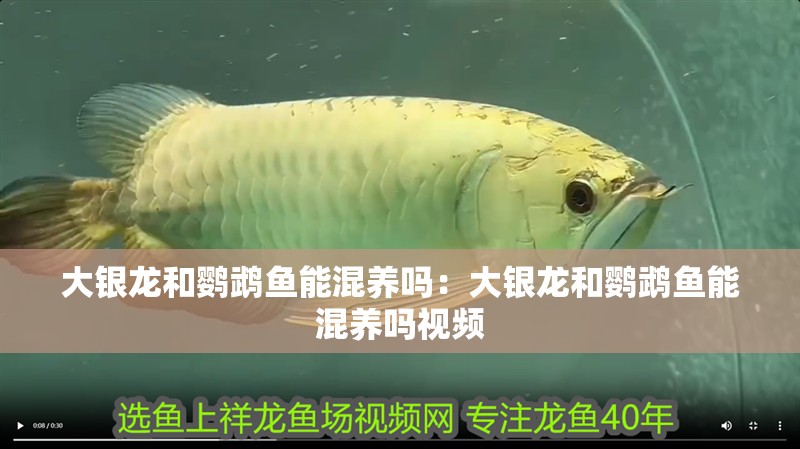 大銀龍和鸚鵡魚能混養(yǎng)嗎：大銀龍和鸚鵡魚能混養(yǎng)嗎視頻