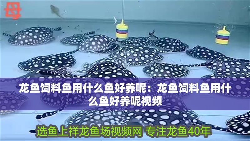 龍魚飼料魚用什么魚好養(yǎng)呢：龍魚飼料魚用什么魚好養(yǎng)呢視頻