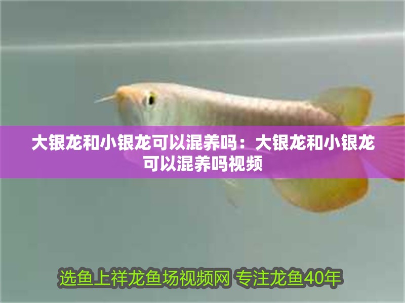 大銀龍和小銀龍可以混養嗎：大銀龍和小銀龍可以混養嗎視頻