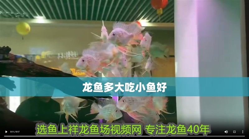 龍魚多大吃小魚好