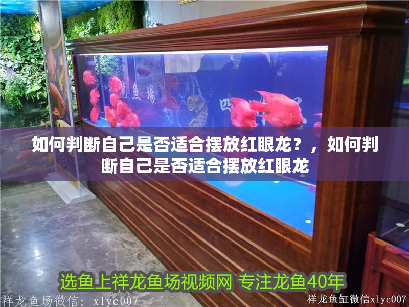 如何判斷自己是否適合擺放紅眼龍？，如何判斷自己是否適合擺放紅眼龍