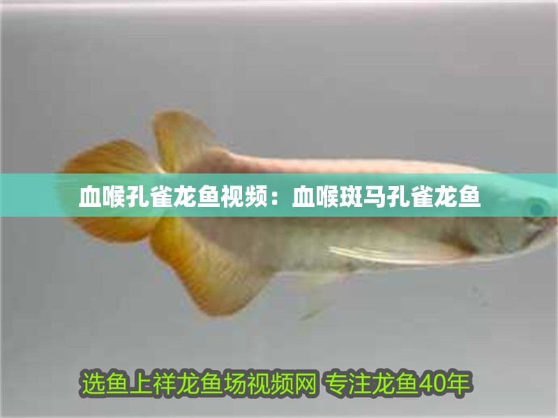 血喉孔雀龍魚視頻：血喉斑馬孔雀龍魚
