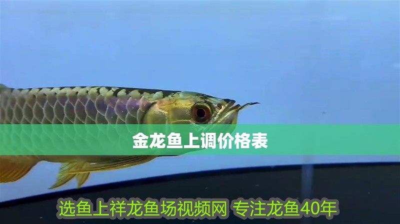 金龍魚上調(diào)價(jià)格表