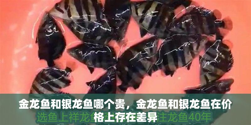 金龍魚和銀龍魚哪個貴，金龍魚和銀龍魚在價格上存在差異