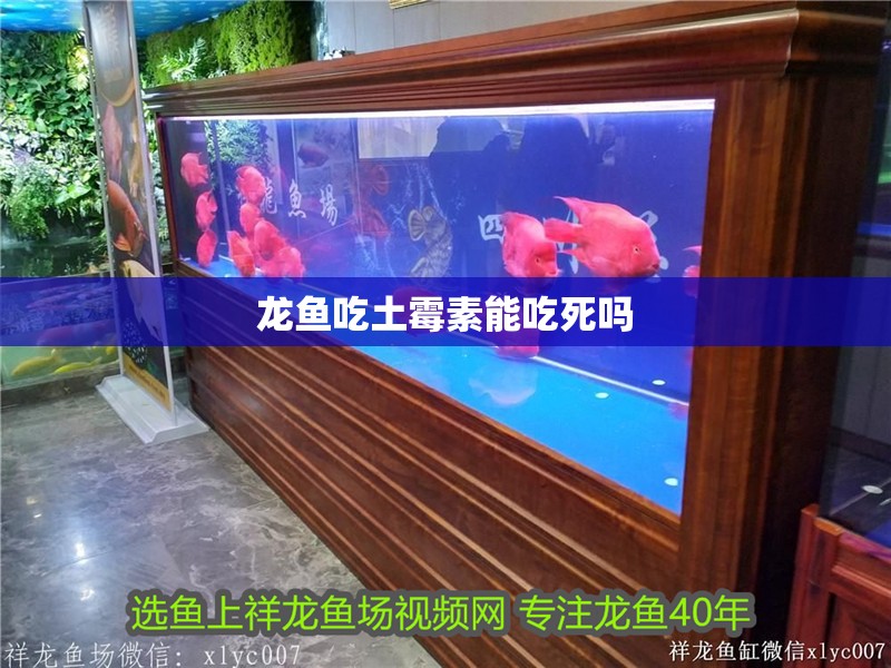 龍魚吃土霉素能吃死嗎