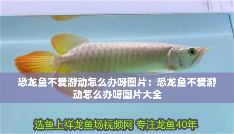老魚(yú)匠水泵怎么拆卸(老魚(yú)匠水泵使用說(shuō)明)
