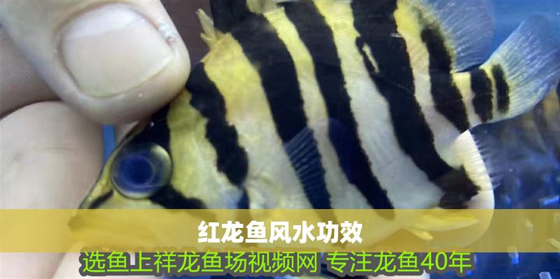 紅龍魚(yú)風(fēng)水功效