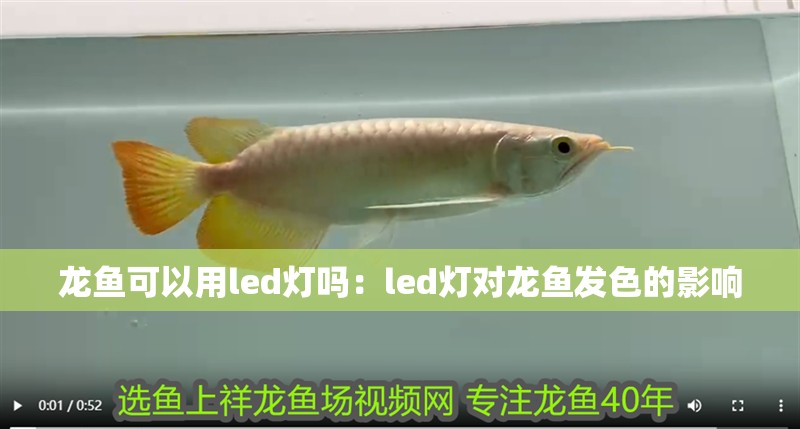 龍魚可以用led燈嗎：led燈對(duì)龍魚發(fā)色的影響
