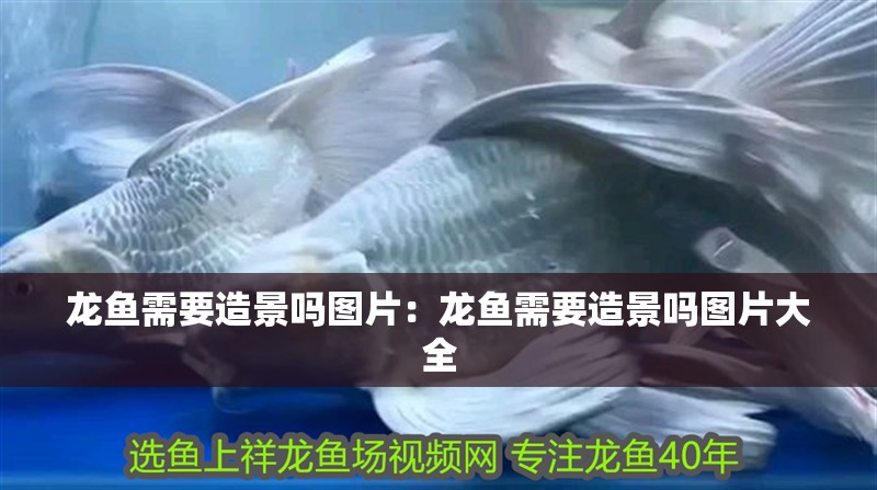 龍魚(yú)需要造景嗎圖片：龍魚(yú)需要造景嗎圖片大全