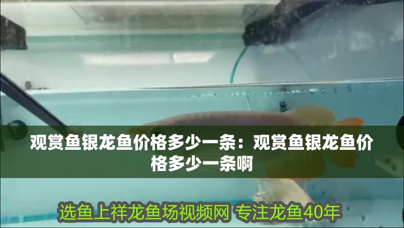 觀賞魚銀龍魚價格多少一條：觀賞魚銀龍魚價格多少一條啊 觀賞魚銀龍魚價格多少一條：觀賞魚銀龍魚價格多少一條啊 水族問答