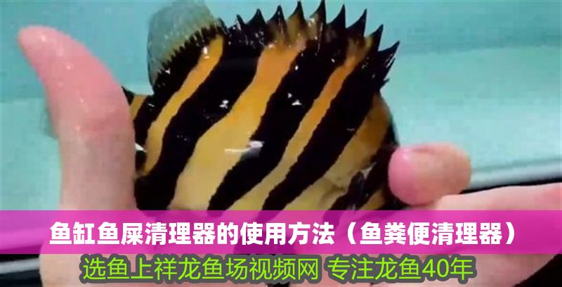 魚缸魚屎清理器的使用方法（魚糞便清理器）