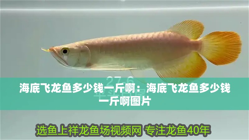 海底飛龍魚多少錢一斤啊：海底飛龍魚多少錢一斤啊圖片