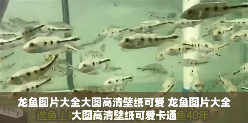 龍魚圖片大全大圖高清壁紙可愛 龍魚圖片大全大圖高清壁紙可愛卡通