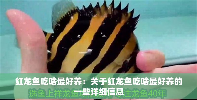 紅龍魚吃啥最好養(yǎng)：關(guān)于紅龍魚吃啥最好養(yǎng)的一些詳細(xì)信息