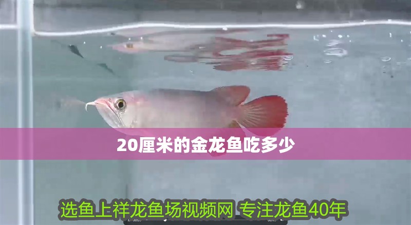 20厘米的金龍魚吃多少